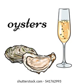 fresh oysters, luxury seafood. Vector illustration of oysters isolated on white background with glass of champagne. 