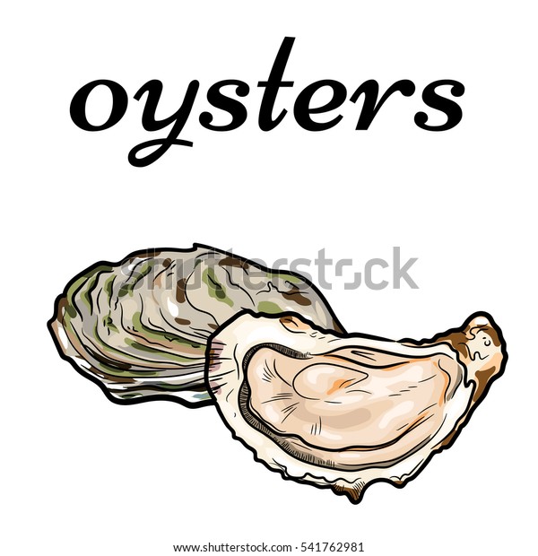 fresh oysters, luxury seafood. Vector\
illustration of oysters isolated on white background.\

