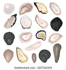 Fresh oysters set. Oyster shells delicacy food cartoon vector