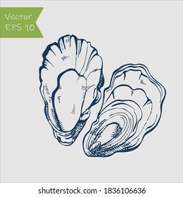 Fresh oysters vector set. Blue and white graphic design. Sea food. Vector illustration.