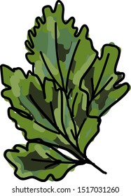 Fresh parsley, illustration, vector on white background.
