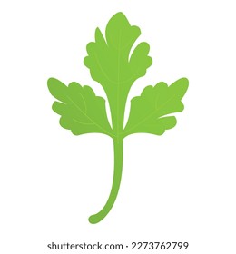 Fresh parsley leaf icon cartoon vector. Herb plant. Food nature