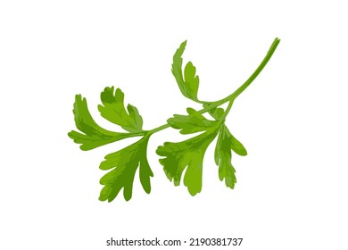 Fresh parsley leaf isolated. Cilantro leaves, raw garden parsley twig, chervil or corriender leaf on white background vector illustration