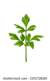 Fresh parsley leaf isolated. Cilantro leaves, raw garden parsley twig, chervil or corriender leaf on white background vector illustration