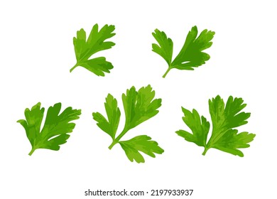 Fresh parsley leaf isolated. Cilantro leaves, raw garden parsley twig, chervil or corriender leaf on white background vector illustration