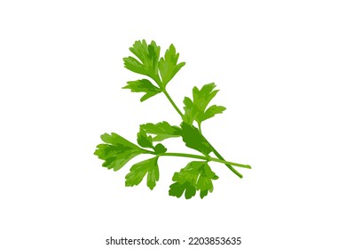 Fresh parsley leaf isolated. Cilantro leaves, raw garden parsley twig, chervil or corriender leaf on white background vector illustration