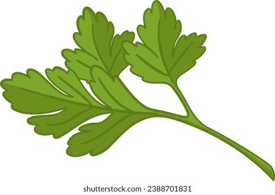 Fresh Parsley Leaf. Vector Illustration of Plants for Cooking.