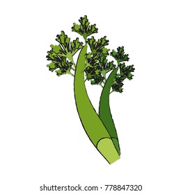 Fresh parsley leaves