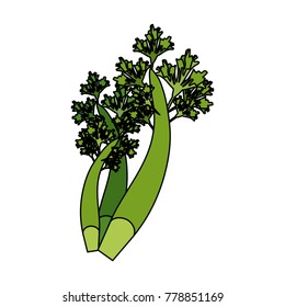 Fresh parsley leaves