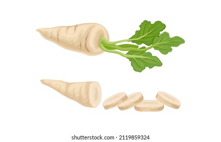 Fresh parsley with leaves and root. Seasoning tuberous vegetable for cooking vector illustration