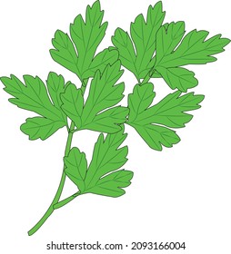 Fresh parsley on white background