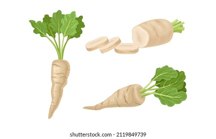 Fresh parsley plant for cooking set. Tuberous vegetable with green leaves and root, whole and sliced vector illustration