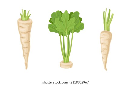 Fresh parsley plant set. Seasoning tuberous vegetable green leaves and root vector illustration