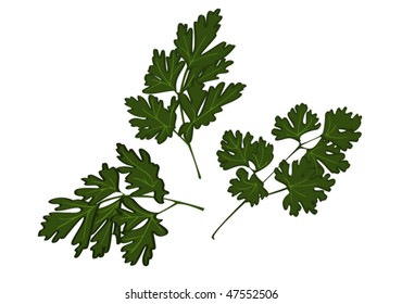 Fresh parsley. Vector illustration.