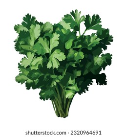 Fresh parsley vegetable bundle for healthy eating icon isolated