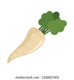 Fresh parsnip icon. Flat illustration of fresh parsnip vector icon isolated on white background