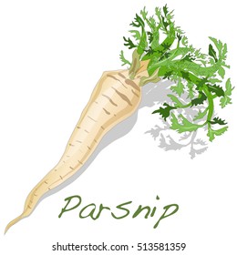 Fresh parsnip root on a white background. Vector.