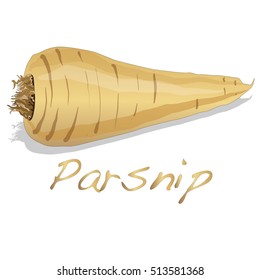 Fresh parsnip root on a white background. Vector.