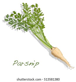 Fresh parsnip root on a white background. Vector.