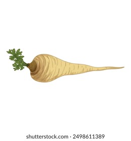Fresh parsnip root vegetable lying isolated on white background, organic food and healthy nutrition concept