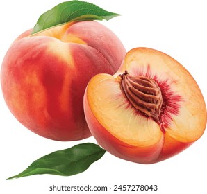 fresh Peach fruit isolated on white background