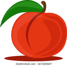 Pêssego fresco, ilustração, vetor sobre fundo branco.