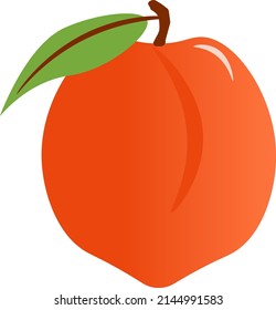 Fresh peach on a white background. Fruit vector illustration. For prints, packaging, farm shops, textiles, covers and brochures, clothing and logos, decorative elements.