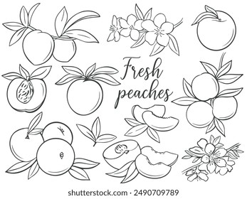 Fresh peaches hand engraved set vector illustrations