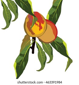 Fresh peaches on a branch Vector illustration