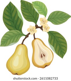 Fresh pear and pear half on brunch tree with flowers