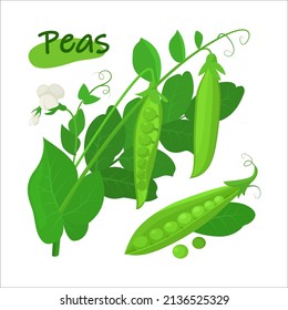 Frische Erbsen mit grünem Blatt und weißer Blume im Cartoon-Stil. Vektorgrafik, ganz, und Teile, süße Erbsen, einzeln auf weißem Hintergrund.