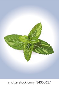 fresh peppermint