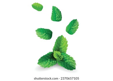 Fresh peppermint leaf, Vector illustration.