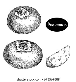 Fresh persimmon. Hand drawn sketch style fruit vector illustration. Isolated drawing on white background. Vitamin and healthy fruit eco food. Farm market produce. 