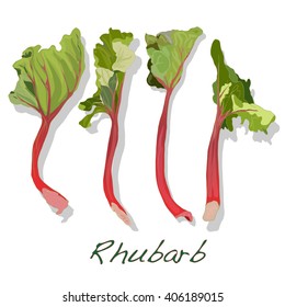 fresh picked organic rhubarb vector isolated on white background