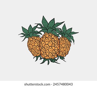 Fresh pineapple fruit. Pineapple fruit vector illustration cartoon.  pineapple fruit fresh. Vector design pineapple fruits a healthy and nutritious