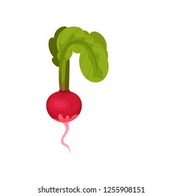 Fresh pink radish with root and green leaves. Ripe and healthy vegetable. Organic product. Flat vector icon