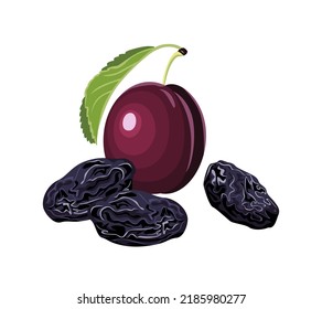 Fresh plum and dried prunes isolated on white background. Vector illustration of sweet fruits in cartoon flat style.