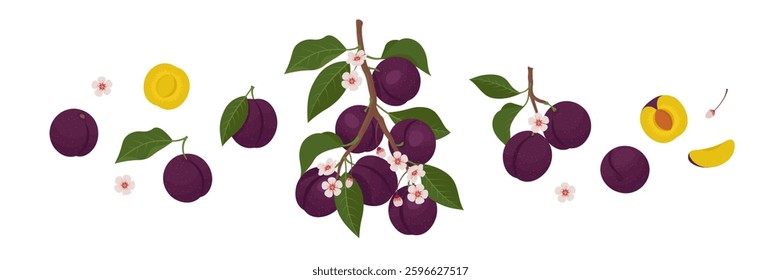 Fresh Plum Fruit, Blossom Twigs, and slices of Plum set. Vitamin Fruit. Vector Illustration in flat style