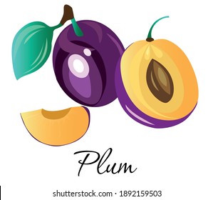 Fresh plum fruit vector illustration. Fresh prune species with leaf. Sweet juicy whole, half and sliced plum fruit symbol for jam and juice product label or grocery store, shop and farm market design