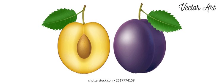 frische Pflaume Frucht Vektorgrafik geschnittene Pflaume