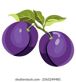 Fresh plum with green leaf in cartoon style. Vector whole and parts sweet plum isolated on a white background. Plum pit. Plum halves, slices and whole.Composition of several plums. Purple vector 