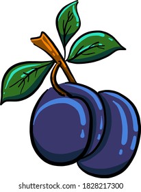 Fresh plum, illustration, vector on white background