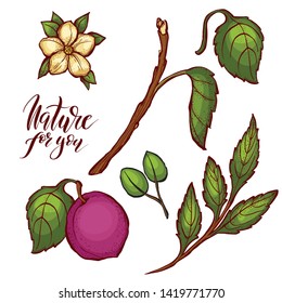 Fresh plums. Hand drawn sketch style vector. Best for markets and package designs. 