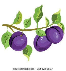 Fresh plums on a branch with green leafs in cartoon style. Vector plum isolated on a white background. Composition of several plums on a branch. Purple fruit.