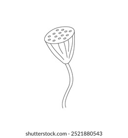 
 Fresh Pod with Seeds of Sacred Lotus or Water Lily Illustration of Hand Drawn SketchIsolated on White Background.
