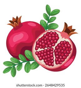 Fresh pomegranate fruit with scientific botanical details isolated vector illustration on white background