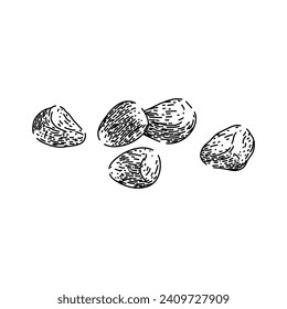 fresh pomegranate hand drawn. cut seed, food juice, table slice fresh pomegranate vector sketch. isolated black illustration