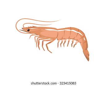 Fresh Prawn