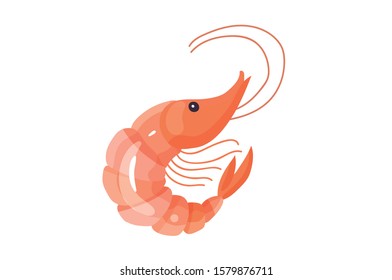 Fresh Prawns. Shrimp Vector Illustration Isolated On White